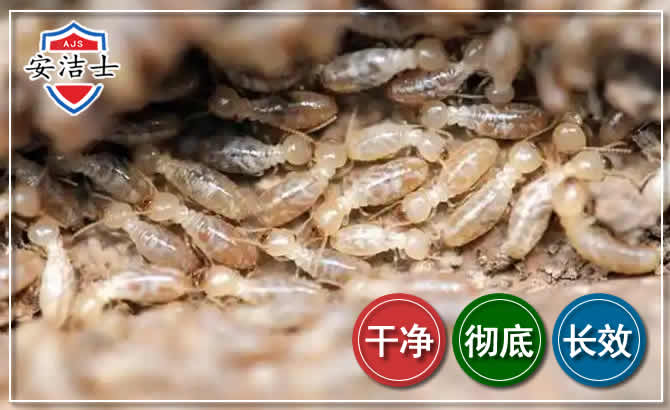 西湖区白蚁防治