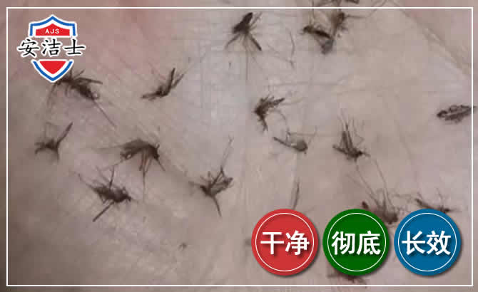 西湖区蚊子防治-灭蚊