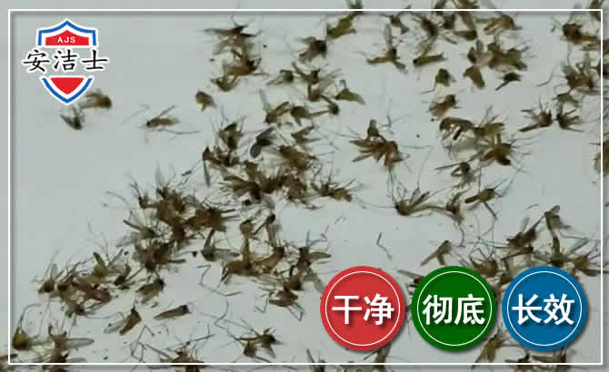 西湖区苍蝇防治-灭蝇