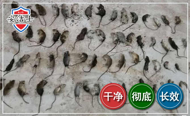 西湖区鼠害防治-灭鼠