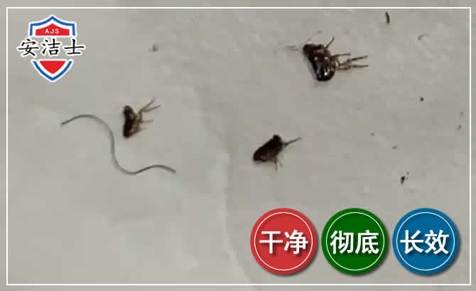 西湖区跳蚤防治-灭跳蚤