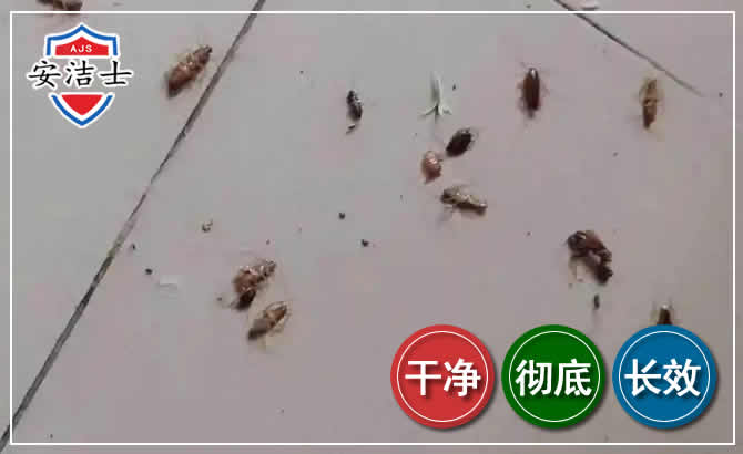 西湖区蟑螂防治-灭蟑螂