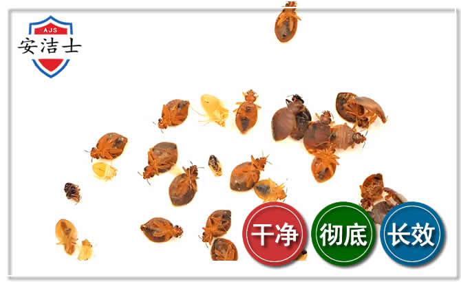 西湖区臭虫防治-消灭臭虫
